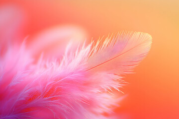 Delicate pink feather against a warm orange background. Perfect for design projects needing a soft, ethereal feel.