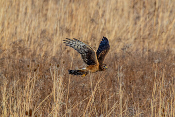 Northern Harrier