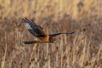 Northern Harrier