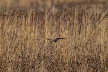 Short-eared owl
