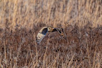 Short-eared owl