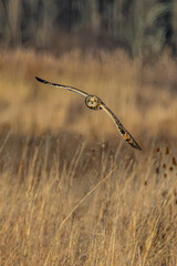 Short-eared owl