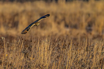Short-eared Owl