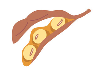 Ripe soybeans pod vector illustration