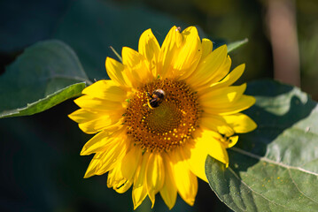 bee on top of a huge yellow sunflower. summer, pollinator