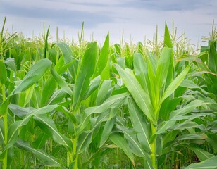 Obraz premium Bright green corn or maize grows abundantly in corn fields
