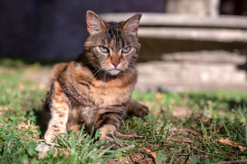 grumpy cat sitting on a lawn