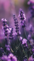 Fototapeta premium Beautiful lavender flowers