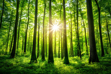 Sunbeams illuminate a lush green forest, tall trees create a canopy of leaves, sunlight filtering through, vibrant nature scene.