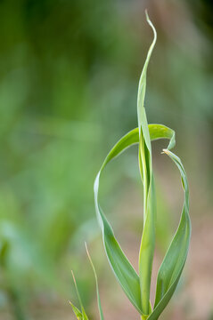 leaves of arundo donax wild cane. beauty of nature. green leaves