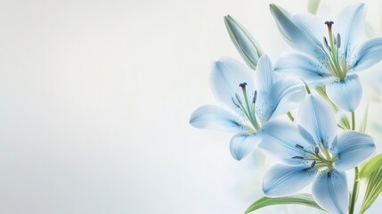 Fototapeta premium Serene Blue Lilies: A Symphony of Pastel Hues