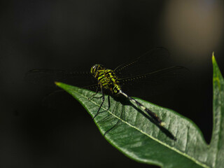 Dragonfly Perched on Green Leaf