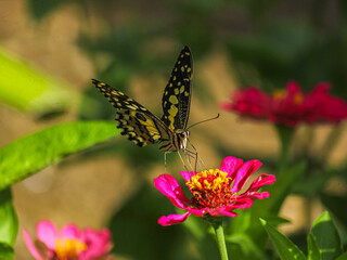 Two Butterflies on a Pink Flower