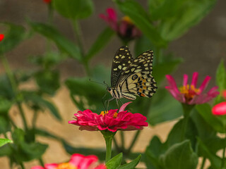 Butterfly on a Pink Zinnia Flower