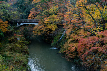 山中温泉黒谷橋と紅葉