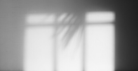 minimalist window and palm shadow overlay