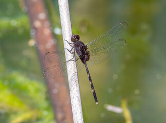 Pin-tailed Pondhawk