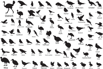Obraz premium Comprehensive Silhouette Collection of 100 Birds Including Eagle, Duck, Parrot, Peacock, Owl, Penguin, Hummingbird, Woodpecker, Pheasant, Crane, Swallow, Nightingale, Hawk, and More 