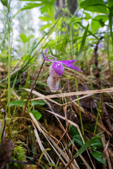 Vibrant Fairy slipper flower growing in an old-growth forest in Oulanka National Park, Northern Finland