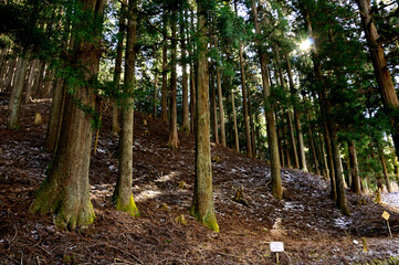 丹沢山地　木漏れ日の森
