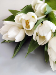 Fototapeta premium White tulips on a light background
