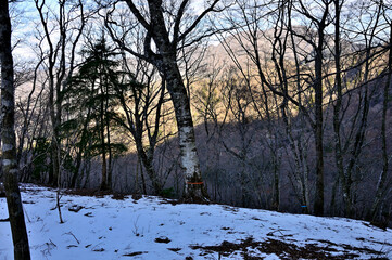 丹沢の檜洞丸　雪が積もるつつじ新道の森から眺める大室山

