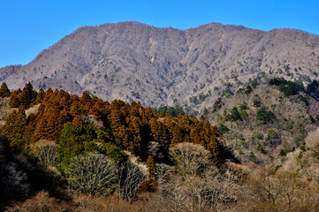 西丹沢の大室山
