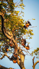 Bats seen in Yala National Park in Sri Lanka