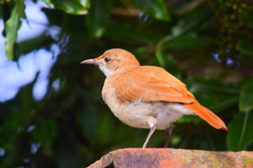 Fototapeta premium Ovenbird on a red wall
