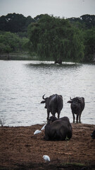 Buffaloes seen in Yala National Park in Sri Lanka
