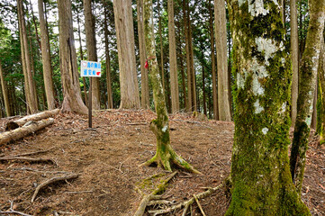 丹沢の平指山山頂
