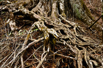 丹沢の大界木山　甲相国境尾根の森
