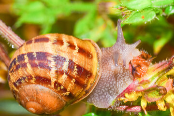 Snail eating leaves , in the garden