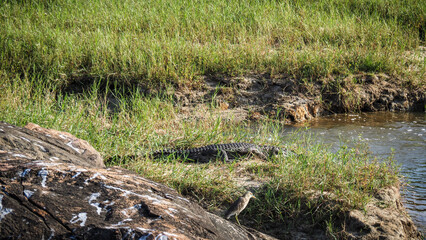 A crocodile seen in the Yala National Park in Sri Lanka