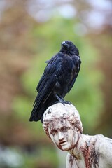 O Corvo