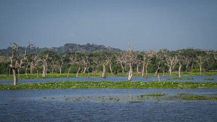 The landscape of Yala National Park in Sri Lanka