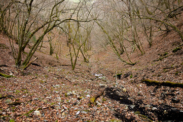 丹沢の菰釣山　冬の前ブナ沢の登山道
