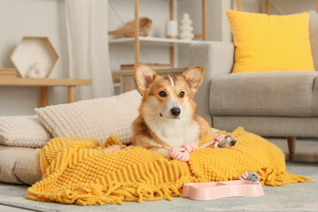 Cute Corgi dog with plaid and toy lying in pet bed at home