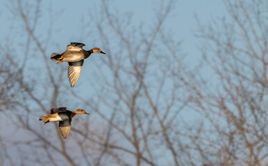 Pair of gadwalls in flight against bare trees in winter.