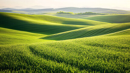 Obraz premium lush rolling green hills under soft sunlight creating a peaceful natural landscape with flowing lines and a serene atmosphere 