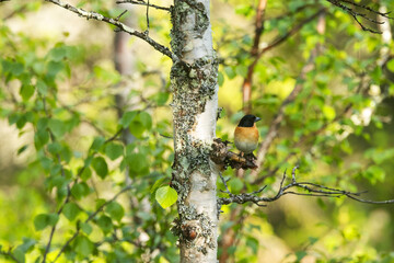 Colorful male Brambling perched on Birch with fresh green leaves during sunny summer evening in Riisitunturi National Park, Northern Finland	