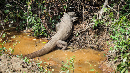 A monitor lizard seen in Yala National Park in Sri Lanka