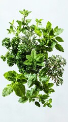 Obraz premium Fresh herbs like mint, parsley, and rosemary floating in mid-air, captured in realistic detail against a white background. 
