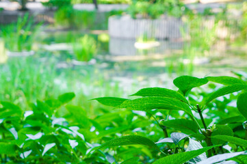 池のほとりで鮮やかな緑に包まれる風景