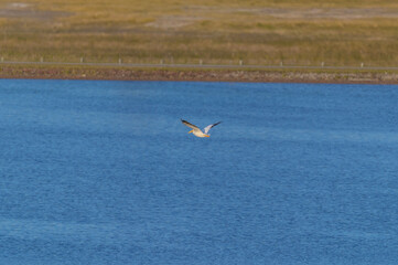A White Pelican Flying over a Marsh by Whiting Outlook Park, in Midland, Michigan.
