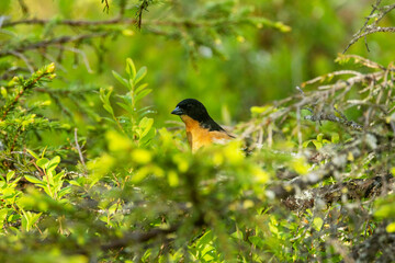 Colorful male Brambling standing in the middle of shrubs on a sunny summer evening in Riisitunturi National Park, Northern Finland	