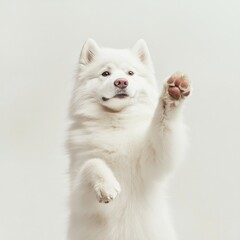 Fluffy samoyed dog raised paw portrait against soft background