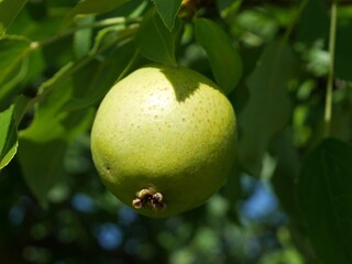 Fruit and leaves of Burgundy Ussurian Pear tree in summer, Colorado