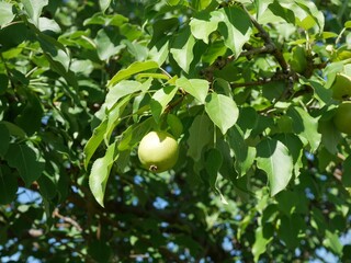Fruit and leaves of Burgundy Ussurian Pear tree in summer, Colorado