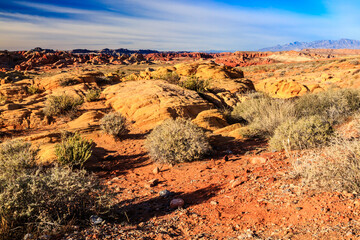 A desert landscape with a few bushes and rocks